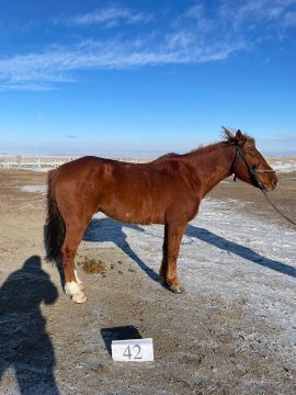 Служебные лошади «Бура», «Волга» №398094100020371 / 238304002305, 398094100002093 / 238304002433