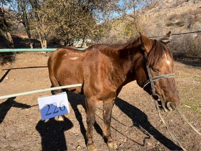 Служебная лошадь «Горро», «Горец» № 398094100032818/ 238374000031, 398094100001005/ 238374000040