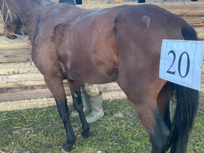 Служебные лошади: «Рук», «Ромб», «Оқжетпес», «Русалка», «Ракета» (№ 398094100018762, 398094100002025, 398094100018723, 39809410002036, 5398094100001758)