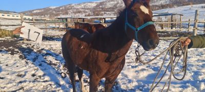 Служебные лошади «Рина», «Беламор» № 398094100002016 / 238304000452, 398094100018764 / 238304000382