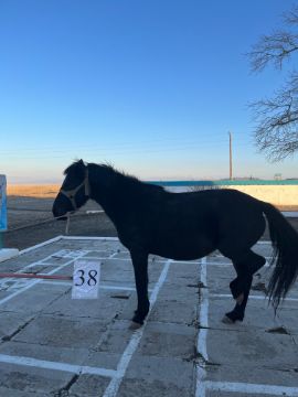 Служебные лошади «Березка», «Белес» № 398094100001953 / 238304002287, 398094100033611 / 238304002412