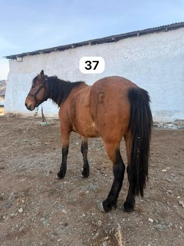 Служебная лошадь «Болашақ» № 398094100002003/238304002355