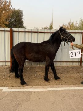 Служебные лошади «Ветер», «Герон», «Гром», «Ғарыш», «Дани» №398094100022678/ 238300000136, 398094100001221/ 2383002788, 398094100022675/ 2383002787, 398094100022673/ 2383002791, 398094100028897/ 238374000003