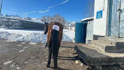 Служебная лошадь «Газель» в количестве 1 голова 972270000030021/238304000091 находящегося в Пограничное отделение «Саты» ПУ по Карасайскому району, Алматинская область, Кегенский район, село Саты