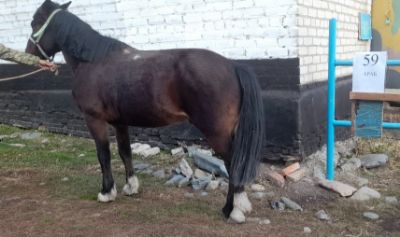 Служебная лошадь «Араб» в количестве 1 голова: № 398094100002268/238304002209