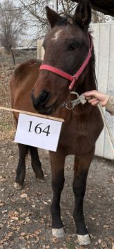 Служебная лошадь «Гречиха» в количестве 1 лоловы № 398094100018797/ 238304001183