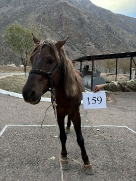 Служебные лошади «Беген», «Буян» в количестве 2 голов: № 398094100020289/238304001227, 398094100057056/238304001229