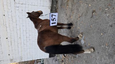 Служебные лошади «Латын», «Лашын» в количестве 2 голов № 398064000070244/ 238304000004, 398064000070243/ 238304000005