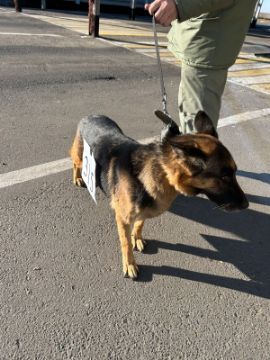 Служебная собака «Майорка» «Немецкая овчарка» в количестве 1 голова № 398094100022589/ 238304000010