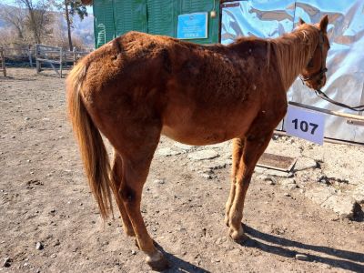 Служебная лошадь «Вымпел» в количестве 1 голова № 398094100002292/ 238304000111
