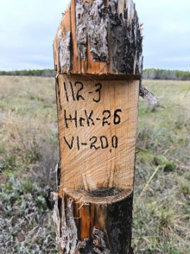 Лесопродукция (древесина на корню) Аманкарагайского лесничества, расположенная в квартале 112 выдел 3 деляна № 6