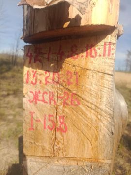 Лесопродукция (древесина на корню) Аманкарагайского лесничества, расположенная в квартале 42 выдел 1,2,3,4,8,10,11,13,20,21деляна № 1