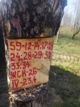 Лесопродукция (древесина на корню) Аманкарагайского лесничества, расположенная в квартале 59 выдел 12,13,14,17,18,24,28,29,30,33,34 деляна № 4