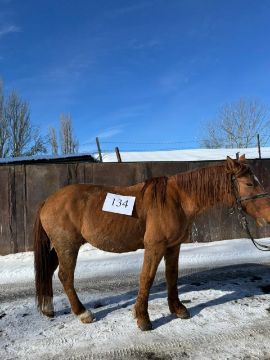 Служебная лошадь «Газ» в количестве 1 голова №398094100018597/238304002778, находящаяся в ПО «Рабат» ПУ по Карасайскому району, Алматинская область, Кегенский район, село А.Нүсіпбек