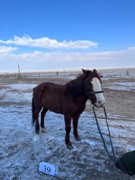 Служебная лошадь «Барс» № 398094100020164 / 238304002420