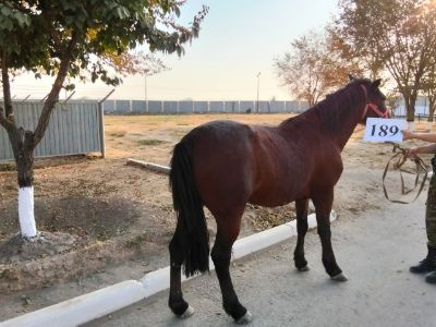 Служебная лошадь «Груша» № 398094100002260/ 238304000037