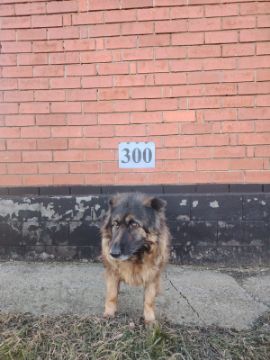 Служебные собаки «Марла»,  «Морек», «Мариса» (Немецкая овчарка) 398094100022712/ 238304000022, 398094100022720/ 238304000023, 398094100022693/ 238304000010