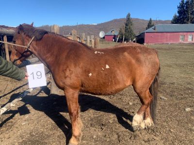 Служебная лошадь «Бүркіт» (№ 398094100002431 / 238304000317)