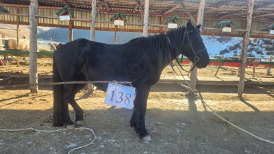 Служебная лошадь «Нота» в количестве 1 голова 398094100020732/238204000171 (398091400018461/238474000088, находящаяся в ПО «Сартобе», ПУ по Райымбекскому району Алматинская область, Райымбекский район, сельский округ Сарыбастау.