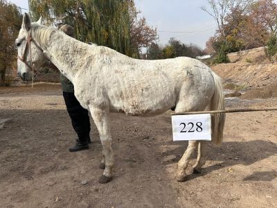 Служебные лошади «Граф», «Габарит» № 398094100022679/ 2383002790, 398094100022609/ 238383002798