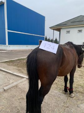 Служебные лошади в количестве 5 голов (972270000024326/238304000084, 972270000030871/238304000090, 972270000025705/238304000081, 972270000030589/238304000083, 643094100622584/238304000092) находящиеся в Пограничном отделении «Жамбыл», Пограничного управления по Карасайскому району, Алматинская область, Жамбылский район, село Жамбыл