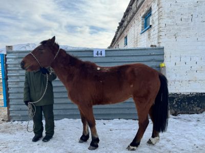 Служебные лошади «Бозторғай», «Балаша» №398094100029127 / 238304002258, 398094100018515 / 238304002307