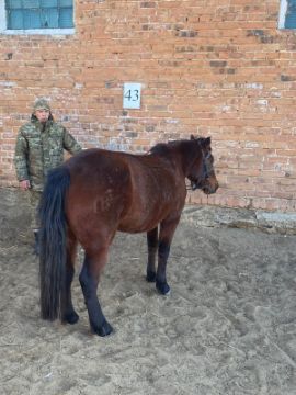 Служебные лошади «Бота», «Байрақ» № 398094100020243 / 238304002464, 398094100002024 / 238374001410