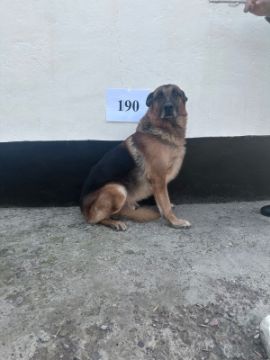 Служебные собаки «Лео», «Мерген», «Марика», «Май», «Марси», «Мавр», «Малька», «Малыш», «Марчи», «Мангул», «Минти», «Мрак» (Немецкая и Бельгийская овчарка)  в количестве 12 голов