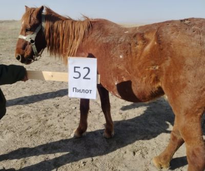 Служебные лошади «Пилот», «Роса», «Арона», «Воропай», «Доп», «Дуадақ» в количестве 6 голов №№398094100002237/238305019862, 398094100002216/238305018699, 398094100002240/238305015534, 398094100002356/238305015304, 398094100001795/238305015099,  398094100001793/238305018655.