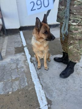 Служебные собаки «Мартинко», «Мика» (Немецкая и Бельгийская овчарка) в количестве 2 голов № 398094100023583/ 238304000054, 398094100023365 (398094100023362)/ 238304000044