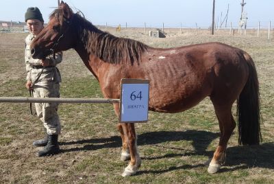 Служебная лошадь «Виагра» в количестве 1 голова № 398094100001848/ 238305019489