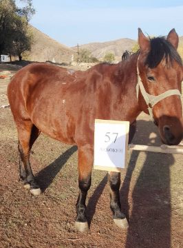 Служебные лошади «Акбокен», «Бака», «Борсык» в количестве 3 голов: 398094100001778/238304002212, 398094100001844/238304002201, 398094100001866/238304002214