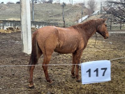 Служебные лошади «Ваз», «Вега», «Вьюга», «Весть» в количестве 4 голов: № 643094100622587/238304000152, 972270000030021/238304000153, 398094100001598/238304000157, 398094100032916/238304000322