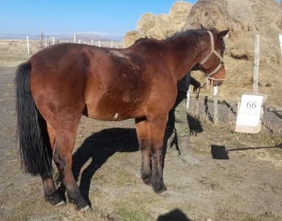 Служебные лошади «Геркулес», «Гималай», «Дукс» в количестве 3 голов: № 398094100002272/238305018899, 398094100002275/238305015174, 398094100001798/238305015472