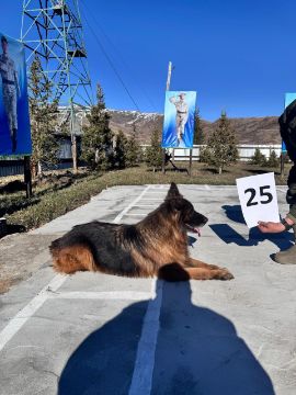 Служебная собака «Марго» (Немецкая овчарка) в количестве 1 голова № 398094100022691 / 238304000441