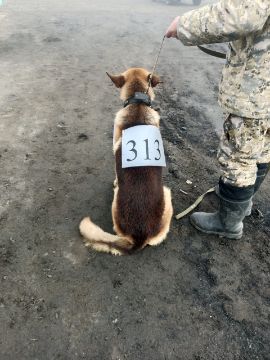 Служебная собака «Матео» «Немецкая овчарка» в количестве 1 головы № 398094100022588/ 238304000013