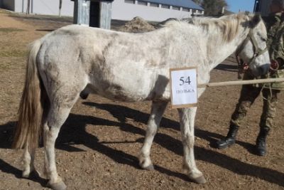 Служебные лошади «Полька», «Риф», «Прибой», «Лазер», «Ринг» в кол-ве 5 голов: 398094100002354/238304002172, 398094100002265/238304002166,  398094100002214/238304002187,  398094100002141/238304002218,  398094100002143/238304002165