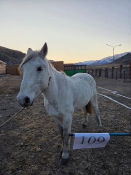 Служебные лошади «Герман», «Герой», «Есауыл», «Грил» в количестве 4 голов: № 398094100023209/238304000272, 398094100023210/238304000273, 398024000086920/238304000274, 398094100023219/238304000271