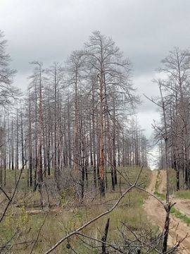 Лесопродукция (древесина на корню) Аманкарагайского лесничества, расположенная в квартале 26 выдел 2,3,4,9,10,11,12,13,16,17,18,19 деляна № 1