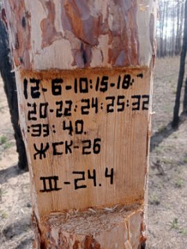 Лесопродукция (древесина на корню) Аманкарагайского лесничества, расположенная в квартале 12 выдел 6-10,15-18,20-22,24,25,32,33,40 деляна № 3