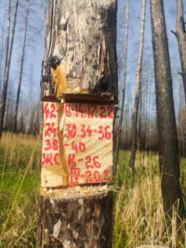 Лесопродукция (древесина на корню) Аманкарагайского лесничества, расположенная в квартале 42 выдел 6,14,17,22,24,30,34,35,36,38,39,40 деляна № 4