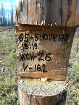 Лесопродукция (древесина на корню) Аманкарагайского лесничества, расположенная в квартале 65 выдел 5,10,14,17,18,19 деляна № 5
