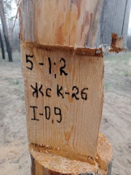 Лесопродукция (древесина на корню) Аманкарагайского лесничества, расположенная в квартале 5 выдел 1,2 деляна № 1
