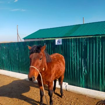 Служебные лошади «Восток», «Бота» № 398094100001677 / 238304002390, 398094100001639 / 238304002349