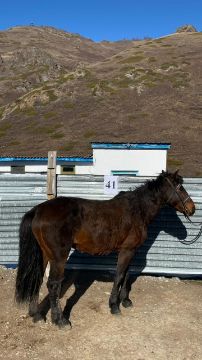 Служебная лошадь «Беде» № 398094100018664 / 238304002406