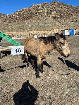 Служебные лошади «Вагон», «Бутон» № 398094100001677 / 238304002390, 398094100001639 / 238304002349