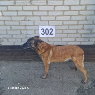 Служебная собака «Майра» (Бельгийская овчарка) 398094100022582/ 238304000029