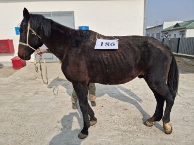 Служебная лошадь «Байыр» № 398094100022796/ 238308000001