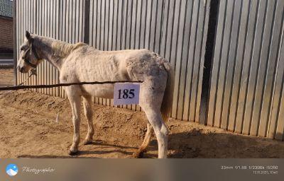 Служебная лошадь «Галина» № 398064000070257/ 238308000010