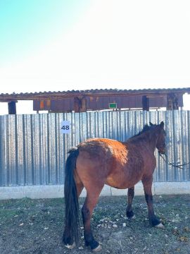 Служебная лошадь «Висла» № 398094100002314 / 238304002408